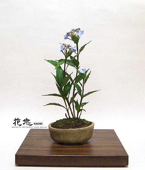 �J���t���X�R�~�͉Ԓ��E�M�������[10