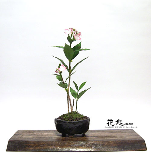 �J���t���X�R�~�͉Ԓ��E�M�������[11