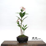 �J���Ԓ��E�~��11