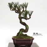 �J���Ԓ��E�~��1