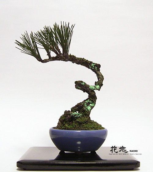 �J���t���X�R�~�͉Ԓ��E�M�������[3