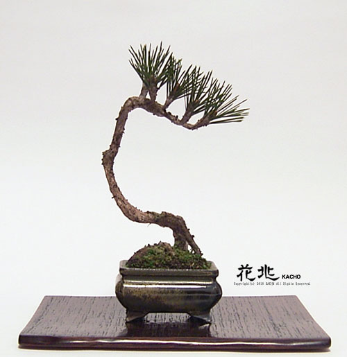 谷中フレスコ盆栽花兆・ギャラリー4