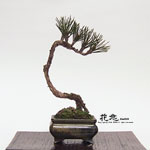 �J���Ԓ��E�~��4