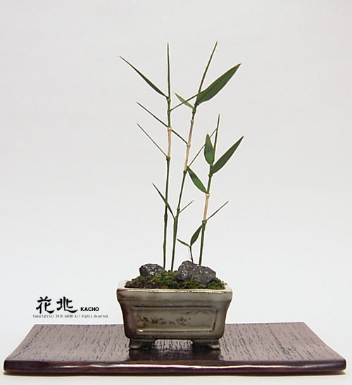 �J���t���X�R�~�͉Ԓ��E�M�������[5