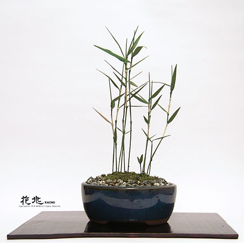 谷中フレスコ盆栽花兆・ギャラリー6