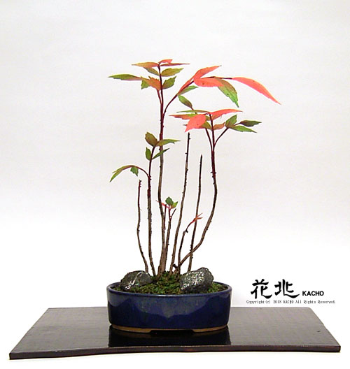 谷中フレスコ盆栽花兆・ギャラリー7