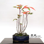 �J���Ԓ��E�~��7