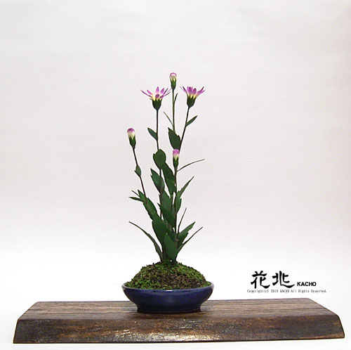 �J���t���X�R�~�͉Ԓ��E�M�������[8