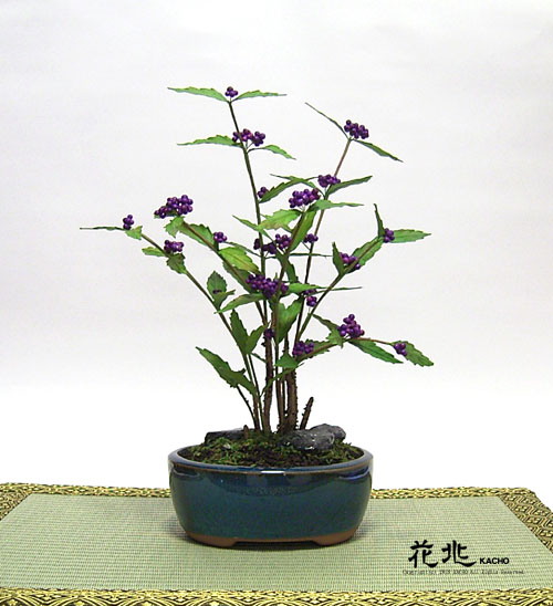 谷中フレスコ盆栽花兆・ギャラリー9