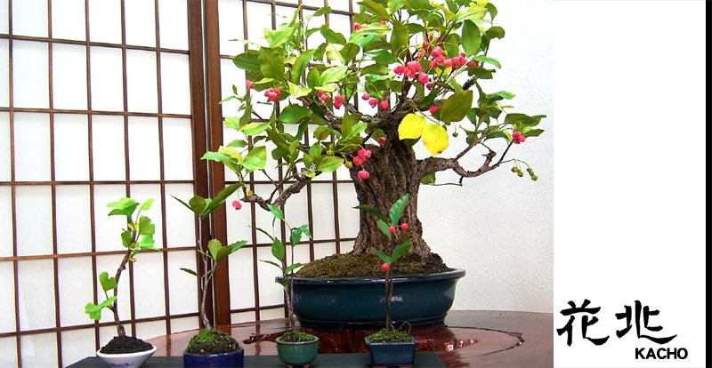 谷根千・千駄木よみせ通りフレスコ盆栽のお店-花兆